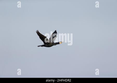 Grande cormorano (Phalacrocorax carbo) in volo per adulti Foto Stock