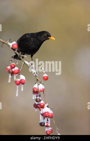 Comune Blackbird (Turdus merula) maschio adulto arroccato su ramo di mela granchio coperto di neve Foto Stock