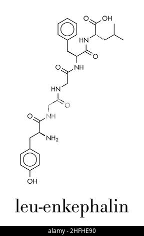 Leu-encefalina oppioidi endogeni molecola peptidica. Formula di scheletro. Illustrazione Vettoriale