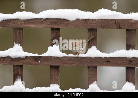 Dunnock (Prunella modularis) adulto arroccato su traliccio coperto di neve Foto Stock