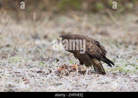 Comune Buzzard (Buteo buteo) alimentazione adulta con fagiano comune (Phasianus colchicus) Foto Stock