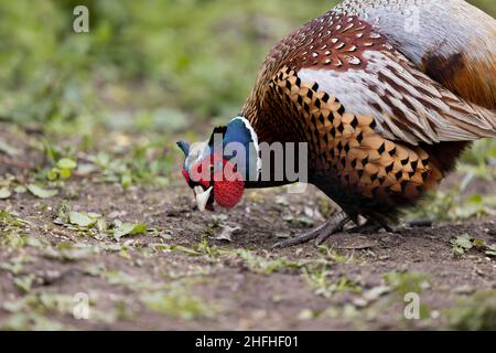 Fagiano comune (Phasianus colchicus) maschio adulto Foto Stock