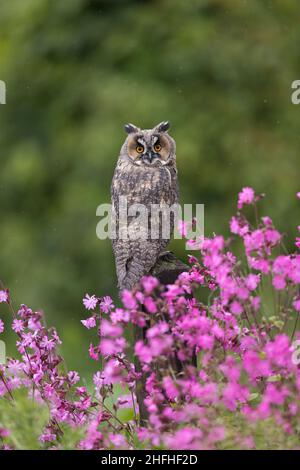 Owl dalle orecchie lunghe (Asio otus) adulto arroccato su palo tra i fiori di Campion Rosso (Silene dioica) Foto Stock