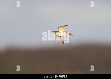 Comune redshank Tringa totanus, piumaggio invernale adulti volare, Suffolk, Inghilterra, gennaio Foto Stock