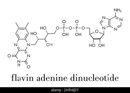 Flavina adenina dinucleotide (FAD) molecola di coenzima redox. Formula scheletrica. Illustrazione Vettoriale