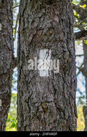 Segnavia dipinto su un albero per escursionisti sul processo Appalachian Foto Stock