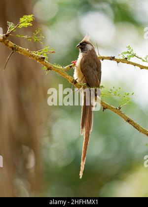 Mousebird speckled - Colius striatus la più grande specie di mousebird, la più comune, trovato in tutta la maggior parte dell'Africa centrale, orientale e meridionale, il lon Foto Stock