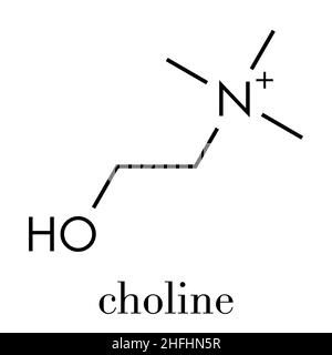 Molecola nutriente essenziale di colina. Formula scheletrica. Illustrazione Vettoriale