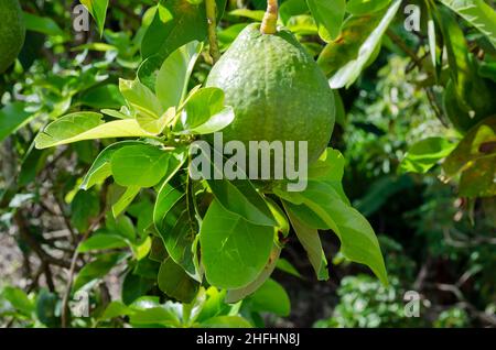 Frutta appesa avocado seduto sulle foglie Foto Stock