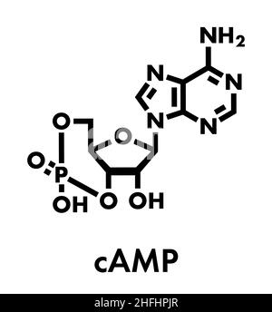 Molecola di secondo messaggero di adenosina monofosfato ciclico (Camp). Svolge un ruolo nella trasduzione del segnale intracellulare. Formula scheletrica. Illustrazione Vettoriale