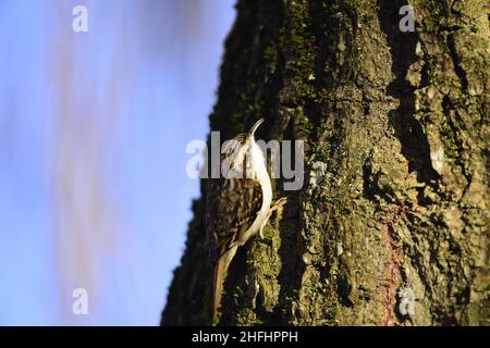 Treecreeper Certhia familiaris Foto Stock