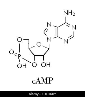 Molecola di secondo messaggero di adenosina monofosfato ciclico (Camp). Svolge un ruolo nella trasduzione del segnale intracellulare. Formula scheletrica. Illustrazione Vettoriale