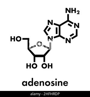 Molecola nucleosidica di adenosina (Ado) purina. Componente importante di ATP, ADP, Camp e RNA. Usato anche come farmaco. Formula scheletrica. Illustrazione Vettoriale