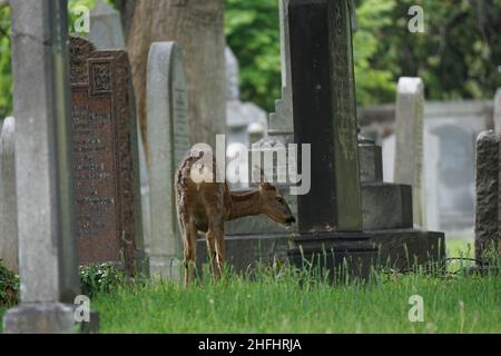 Cervi in un cimitero cittadino Foto Stock