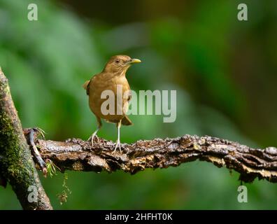 Thrush color argilla (Turdus grayi) aka robin color argilla. L'uccello nazionale del Costa Rica. Foto Stock