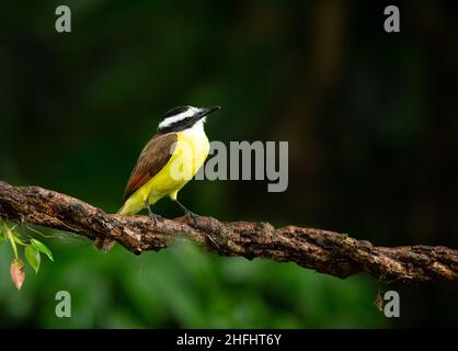 Grande Kiskadee (Pitangus sulfuratus) Foto Stock