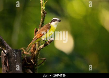 Grande Kiskadee (Pitangus sulfuratus) Foto Stock