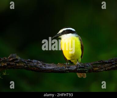 Grande Kiskadee (Pitangus sulfuratus) Foto Stock