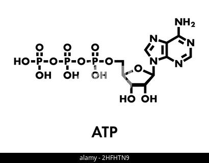 Molecola di adenosina trifosfato (ATP). Funziona come neurotrasmettitore, blocco di costruzione di RNA, molecola di trasferimento di energia, ecc. formula scheletrica. Illustrazione Vettoriale