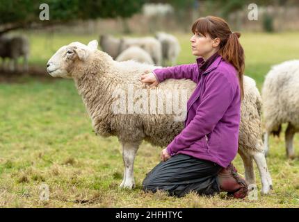 La pastorella Vegan. Immagini di una donna nel nord della Scozia che si prende cura di un piccolo gregge di pecore, molte delle quali hanno problemi di età e salute. Foto Stock