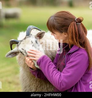 La pastorella Vegan. Immagini di una donna nel nord della Scozia che si prende cura di un piccolo gregge di pecore, molte delle quali hanno problemi di età e salute. Foto Stock