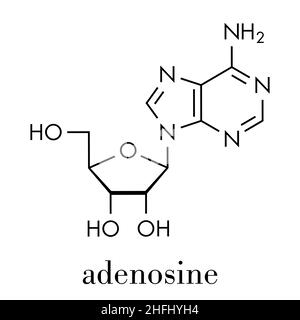 Molecola nucleosidica di adenosina (Ado) purina. Componente importante di ATP, ADP, Camp e RNA. Usato anche come farmaco. Formula scheletrica. Illustrazione Vettoriale