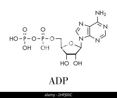 Molecola di adenosina difosfato (ADP). Svolge un ruolo essenziale nell'uso e nello stoccaggio dell'energia nella cella. Formula scheletrica. Illustrazione Vettoriale