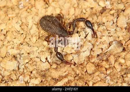 Pseudoscorpione di Chernetid Foto Stock