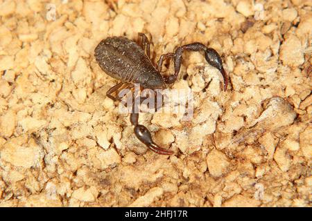 Pseudoscorpione di Chernetid Foto Stock