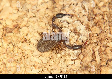 Pseudoscorpione di Chernetid Foto Stock