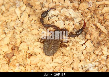 Pseudoscorpione di Chernetid Foto Stock