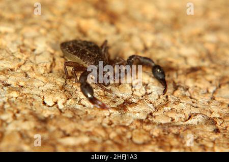 Pseudoscorpione di Chernetid Foto Stock