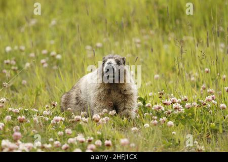 Un Hoary Marmott (Marmota caligata) in un campo erboso con trifoglio fiorito sul Monte Blackcomb vicino Whistler, BC, Canada Foto Stock