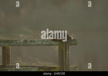 Un American Mink (Neogale Vison) che si arrampica sulla ringhiera della recinzione su un molo ad un lago a Victoria, BC, Canada all'alba. Dal legno si innalza il vapore Foto Stock