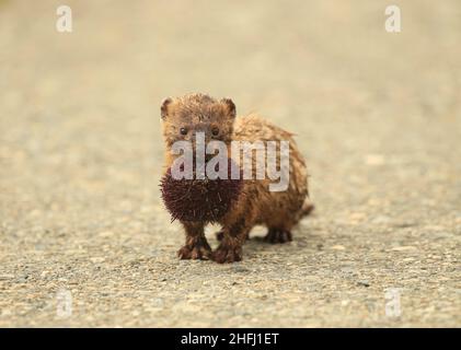 Un American Mink (Neogale Vison) che porta un riccio di mare viola nella sua bocca che ha catturato. Si trova su un percorso pavimentato o cemento/cemento a Sheringham P. Foto Stock