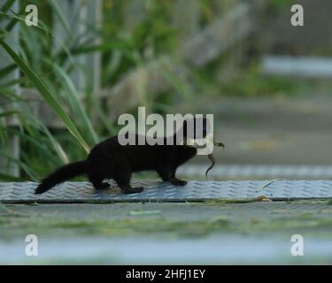 Un American Mink (Neogale Vison) con una rana in bocca che ha catturato ad un lago a Victoria, BC, Canada all'alba. Foto Stock