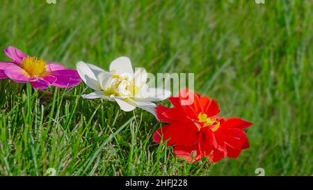 I fiori sono bianchi e rossi. Viola sull'erba verde. Estate, sfondo primaverile. Estate dahlia fiori. Fioritura, piante fiorite. Primo piano. Foto Stock