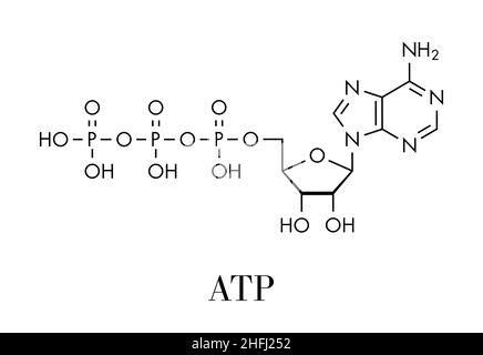 Molecola di adenosina trifosfato (ATP). Funziona come neurotrasmettitore, blocco di costruzione di RNA, molecola di trasferimento di energia, ecc. formula scheletrica. Illustrazione Vettoriale