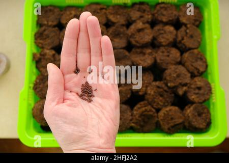 Seminando Seeds. Mano con semi su pani di torba. Che crescono seedlings.plant semi in pani di torba. Casa giardino. Foto Stock