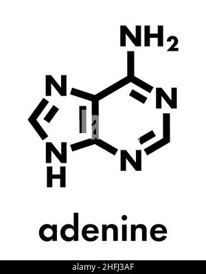 Molecola di adenina (A, adenina) purina nucleobasi. Base presente in DNA e RNA. Formula scheletrica. Illustrazione Vettoriale