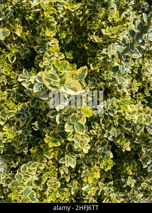 Il fuso del Fortune (Euonymus fortunei) è una specie di pianta fiorente della famiglia Celastraceae, originaria dell'Asia orientale, compresa la Cina, la Corea, il Phi Foto Stock