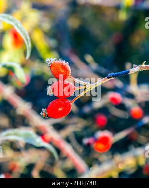 fianchi di rose con gelo di bue in inverno alla luce del mattino presto Foto Stock