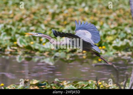 Great Blue Heron in volo nel Cuyahoga Valley National Park in Ohio Foto Stock