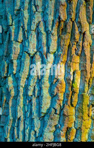 corteccia di un vecchio albero di quercia in armonici colori giallo verde Foto Stock
