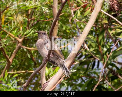 Un giovane piccolo uccello australiano (Anthochaera chrysoptera) arroccato su un ramo a Victoria, Australia Foto Stock
