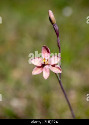 Salmone Sun Orchid (Thelymitra rubra) Foto Stock