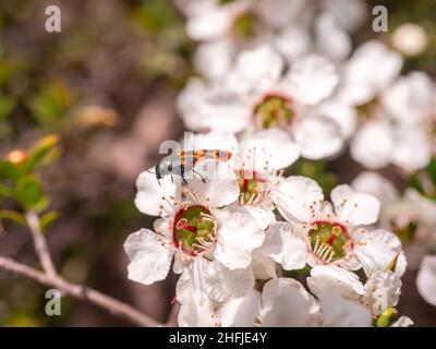 Gioiello australiano coleottero sui fiori dell'albero del tè Foto Stock