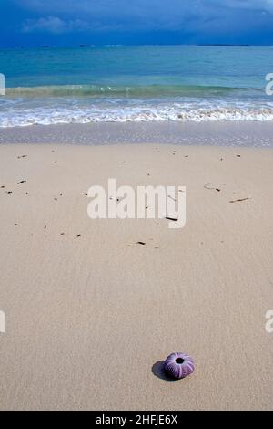 Spiaggia sulla costa turchese vicino a Jurien Bay Foto Stock