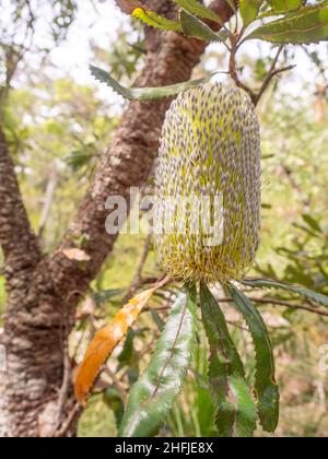 Fiore Banksia giallo Foto Stock