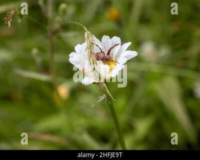 Australian Golden Orb Weaver Spider arroccato su una margherita bianca a occhio di ossina Foto Stock